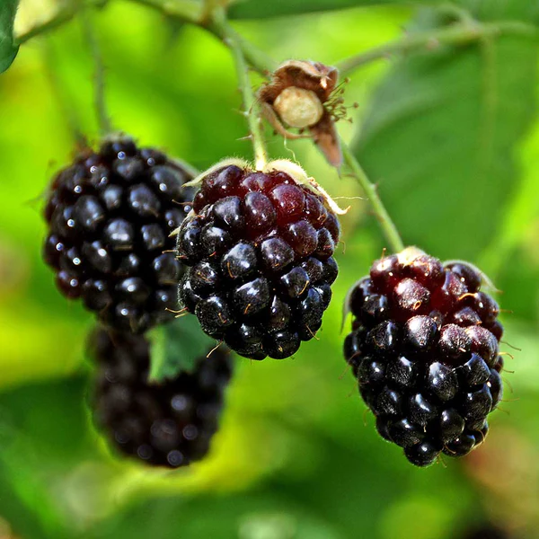 What Does Boysenberry Taste Like? The Flavor of Boysenberries