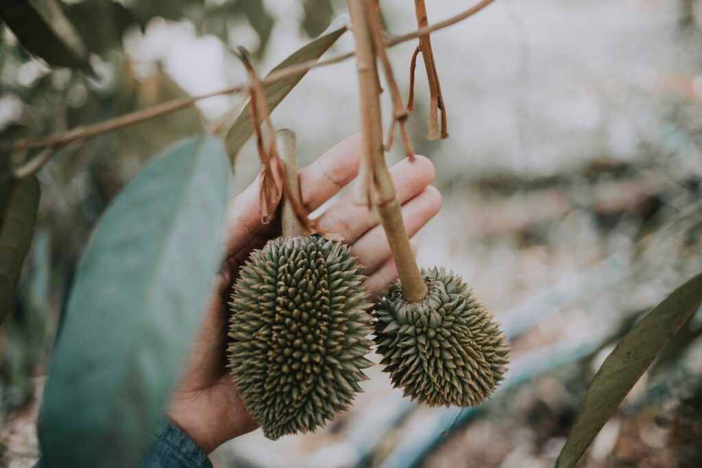 What does durian Taste Like?